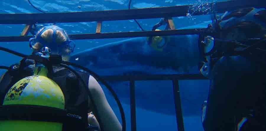 A 47 METROS 2 noticia: Secuela de A 47 metros