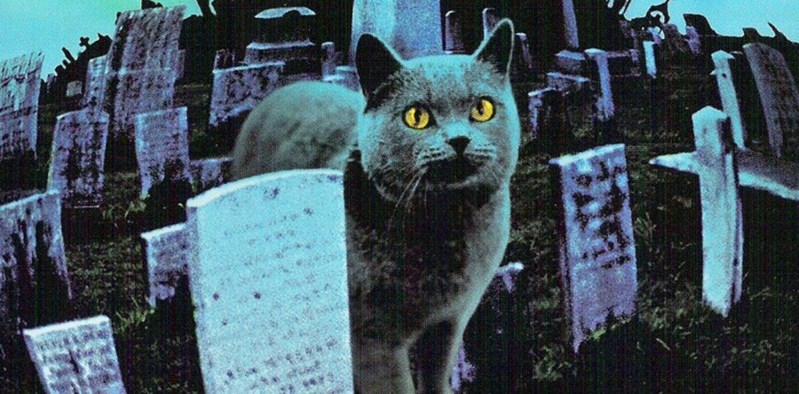 CEMENTERIO DE ANIMALES noticia: Fidelidad terrorífica