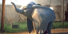DUMBO avance: Primeras fotos